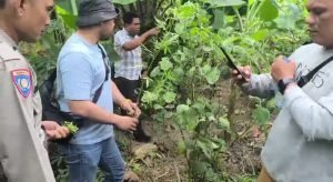 Personel Sat Res Narkoba Polresta Deli Serdang melakukan pengecekan lokasi penemuan tanaman ganja di kawasan Kecamatan Tanjung Morawa.